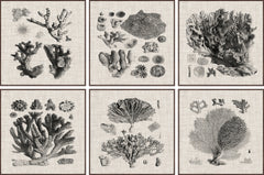 Coral Specimen II Hexaptych