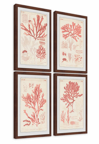 Antique Coral Seaweed Quadriptych