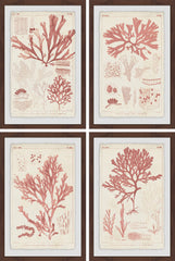 Antique Coral Seaweed Quadriptych
