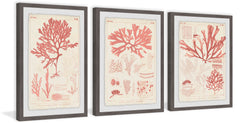 Antique Coral Seaweed II Triptych