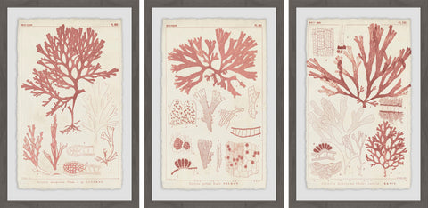 Antique Coral Seaweed II Triptych