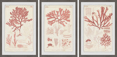 Antique Coral Seaweed II Triptych