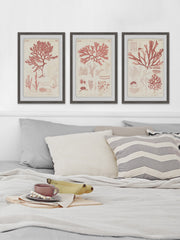 Antique Coral Seaweed II Triptych