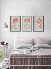 Antique Coral Seaweed II Triptych