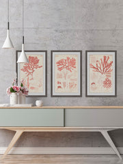 Antique Coral Seaweed II Triptych