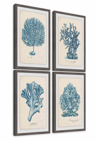 Sea Coral Study Quadriptych