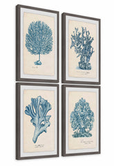 Sea Coral Study Quadriptych