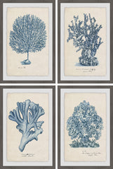 Sea Coral Study Quadriptych