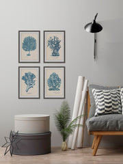 Sea Coral Study Quadriptych