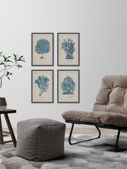 Sea Coral Study Quadriptych