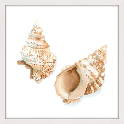 Watercolor Shells VII