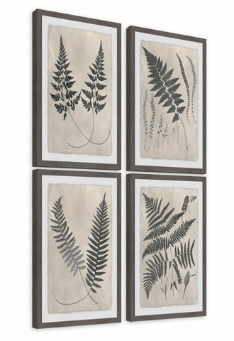 Vintage Fern Study III Quadriptych