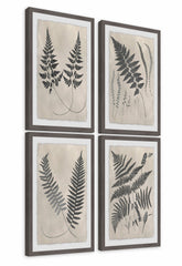 Vintage Fern Study III Quadriptych