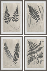 Vintage Fern Study III Quadriptych
