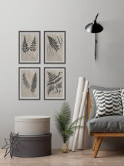 Vintage Fern Study III Quadriptych