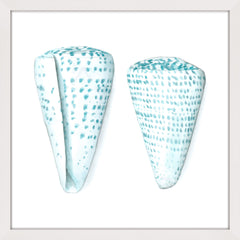 Watercolor Shells VIII