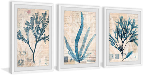 Seaweed Arrangement Triptych