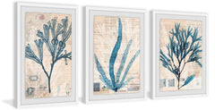 Seaweed Arrangement Triptych