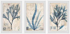 Seaweed Arrangement Triptych