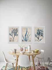 Seaweed Arrangement Triptych