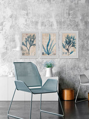 Seaweed Arrangement Triptych