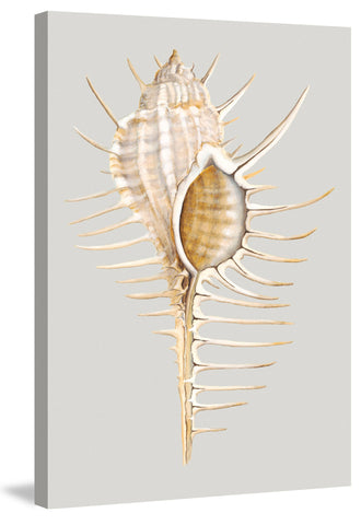 Spiny Murex