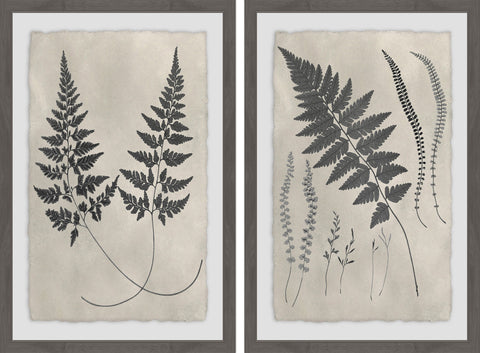 Vintage Fern Study Diptych
