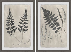 Vintage Fern Study Diptych