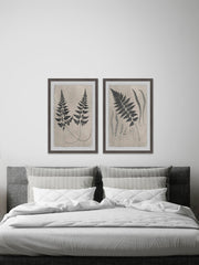 Vintage Fern Study Diptych