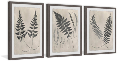 Vintage Fern Study II Triptych