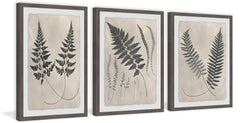 Vintage Fern Study II Triptych
