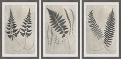 Vintage Fern Study II Triptych