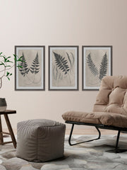 Vintage Fern Study II Triptych
