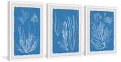 Seaweed Cyanotype Triptych