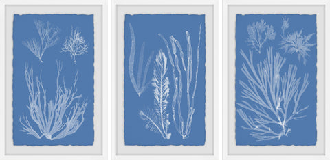 Seaweed Cyanotype Triptych