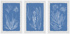 Seaweed Cyanotype Triptych