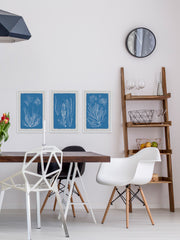 Seaweed Cyanotype Triptych