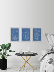 Seaweed Cyanotype Triptych