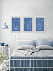 Seaweed Cyanotype Triptych