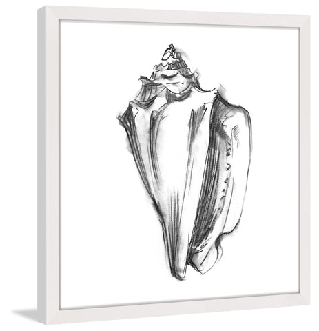 Shell Sketch I
