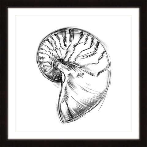 Shell Sketch IV