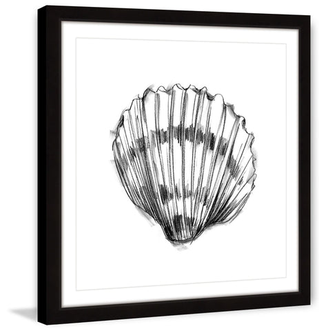 Shell Sketch VI