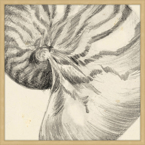 Shell Study I