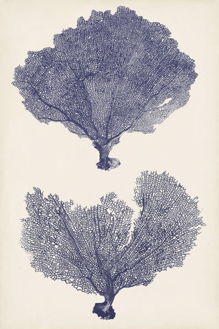 Indigo Seafans II