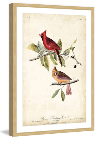 Cardinal Grosbeak