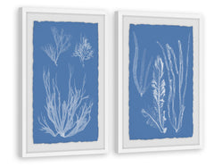 Seaweed Cyanotype II Diptych