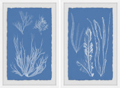 Seaweed Cyanotype II Diptych