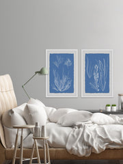 Seaweed Cyanotype II Diptych