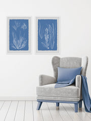 Seaweed Cyanotype II Diptych