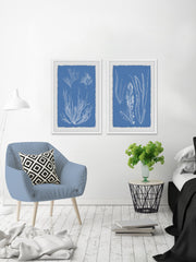 Seaweed Cyanotype II Diptych